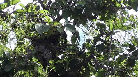 Bay Chim Cu Gay Con B I Hung D Youtube