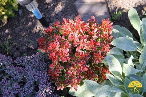 Барбарис Тунберга Адмирейшн в ландшафтном дизайне (42 фото) - фото ...