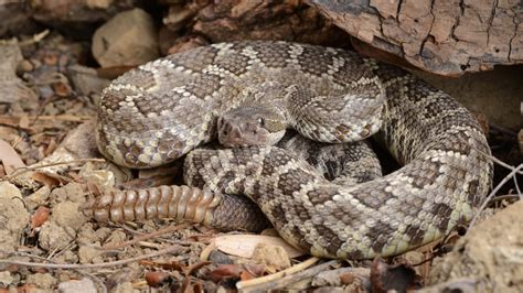 12 Things You Should Know About Rattlesnakes | Mental Floss
