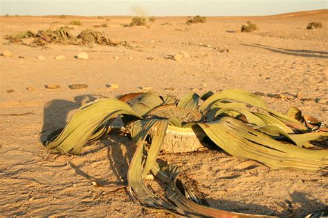 Namibia Reservations: Plants and Vegetation in Namibia