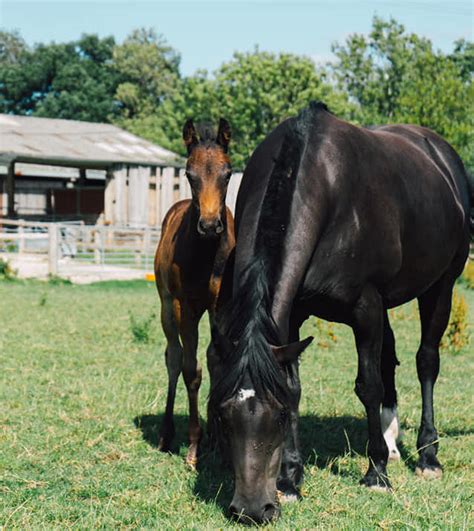 Park Farm And Stables Limpsfield Surrey