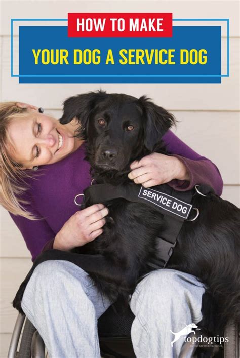 Unlocking Your Pet's Potential: A 5-Step Journey To Turning Your Dog Into A Trusted Service Companion