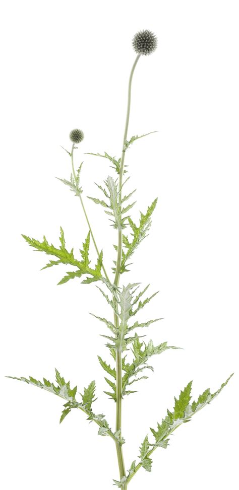 พื้นหลังechinops Sphaerocephalus พาหะพื้นหลังและไฟล์ Psd สำหรับดาวน์