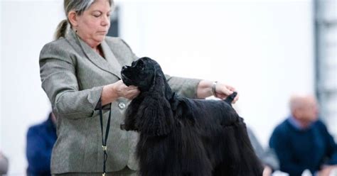 life     cocker spaniel show dog fidose  reality