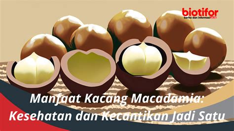 Manfaat Kacang Macadamia Kesehatan Dan Kecantikan Jadi Satu Biotifor