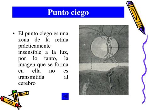 Ppt El Ojo Humano Powerpoint Presentation Id3901356