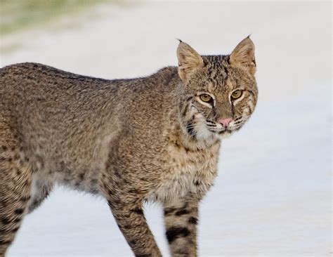 WATCH: Florida Deer And Bobcat Face Off In Shocking Encounter | iHeart