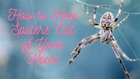 Spider Pest Control Tips November Sunflower