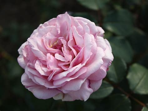 James Galway – Karin Schade – Stauden und Rosen