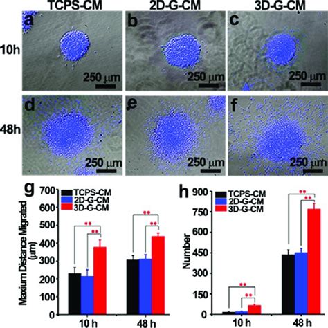 Assessment Of Cells Migration By Transwell Assay A Schematic Diagram