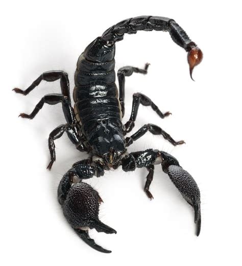 Venom Of The Scorpions