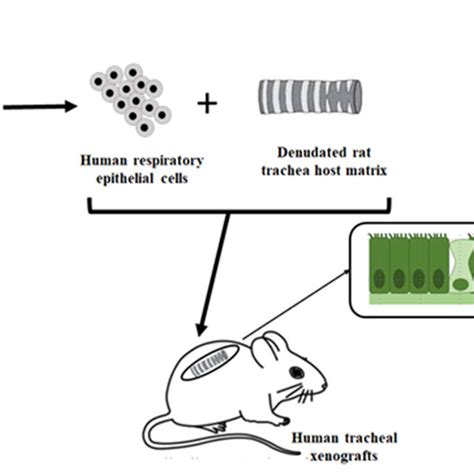 The Air Opened Nude Mouse Xenograft Model Dissociated Airway