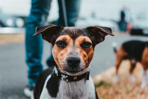 Volunteers explain how pound buddies animal shelter and adoption center works 7