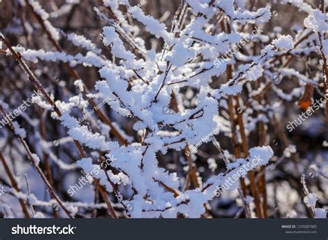 Naked Branches Bushes Trees Winter Note Stock Photo 1245087985 Shutterstock