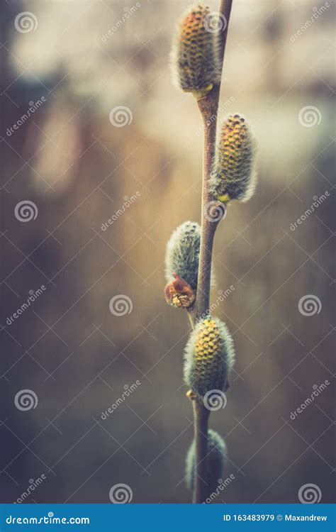 Blooming Willow Branch Beautiful Pussy Willow Flowers Stock Image Image Of Garden Botany