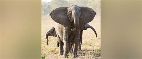 'Rapid evolution' of tuskless elephants caused by ivory trade ...