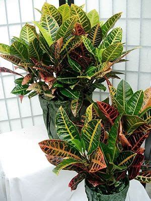 КРОТОН Кротон (Croton), еще именуемый «плащом Иосифа», либо кодиеумом ...