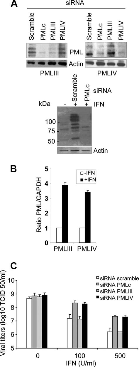 Pmliv Depletion Boosts Emcv Production In Ifntreated Cells A