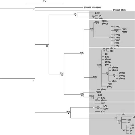 Phylogram Derived From The 722 Bp Mtdna Fragments 12s Rrna And 16s