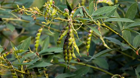 Mozambique To Export Boer Beans Via Commodities Exchange Mozambique