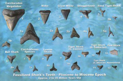 Sink your teeth into this: 20 facts about shark teeth
