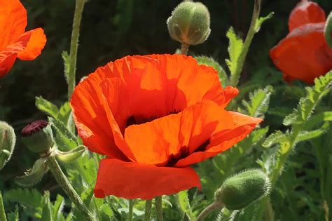 A Day Out At Pensthorpe Natural Park