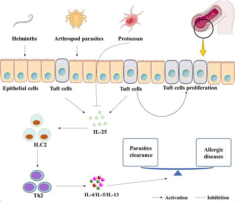 Frontiers The Potential Roles Of Interleukin In Infectious Diseases