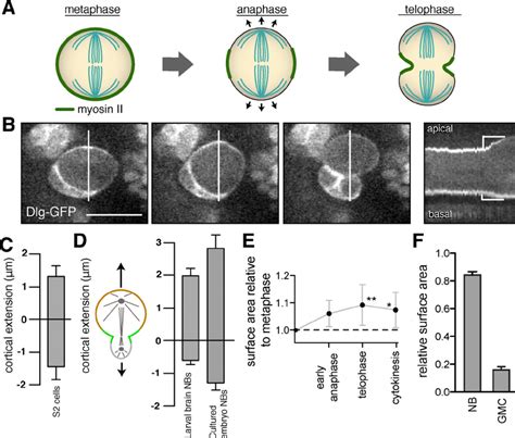 Drosophila Neuroblasts Undergo Asymmetric Polar Elongation During