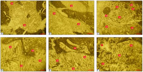 Photomicrographs Of The Coral Boundstone Mf 6 A Mk 16 Coral