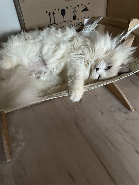 Meet Kara We Call Her Floppity R Ragdolls