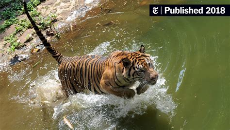 Divide And Preserve Reclassifying Tigers To Help Save Them From