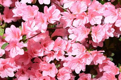 20 Vines That Produce Stunning Pink Flowers A Z Animals