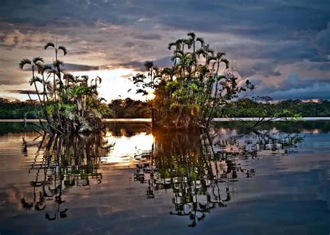 Guide to Yasuni National Park (13 Things: Ecuador's Biodiverse Park) | Storyteller Travel