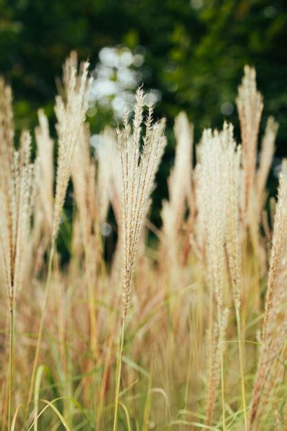 Hierba Pampeana Soplando En El Viento Cortaderia Selloana Movi Ndose En