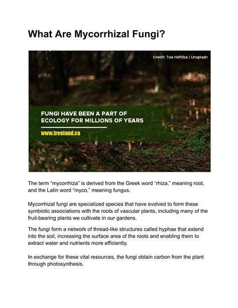 How Mycorrhizal Fungi Can Benefit Your Tree.pdf