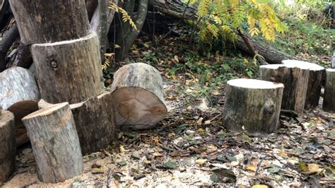log cut  pieces   chainsaw forest landscape panorama
