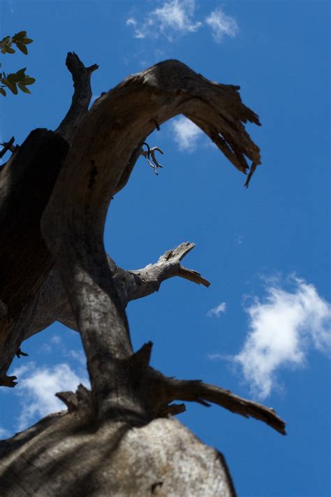 Безплатна снимка : дърво, клон, растение, небе, листо, статуя, син ...