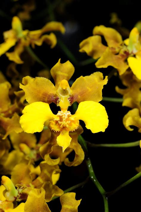 Oncidium Barbatum A Photo On Flickriver