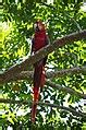 Category:Psittaciformes of Mexico - Wikimedia Commons