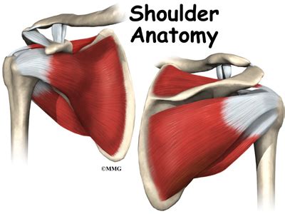 shoulder anatomy eorthopodcom