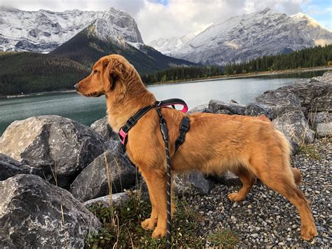 Golden Retriever Puppies For Sale In Washington