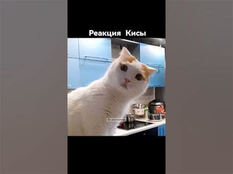 А ваш кот тоже все понимает😂? Подпишись 👉🏻👉🏻 #кот #cats #котенок # ...