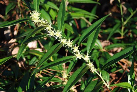 Sarcococca Saligna Nurseries Caroliniana