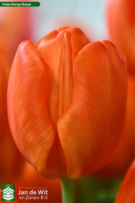 Orange Sherpa ® | Tulipán | Jan de Wit en Zonen B.V.
