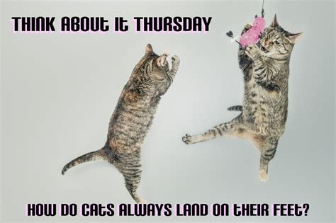 Thursday Cat