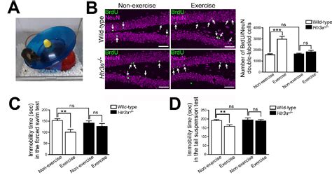 Figure 1 from Molecular Mechanisms of Exercise-induced Hippocampal ...