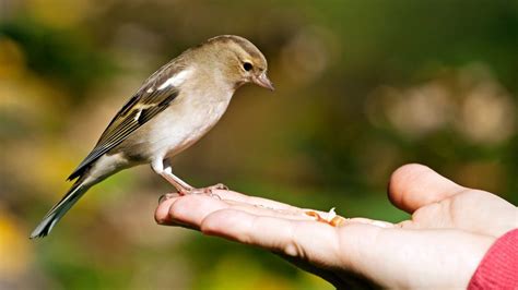 A Complete Guide On Feeding Any Finch - What Do Finches Eat