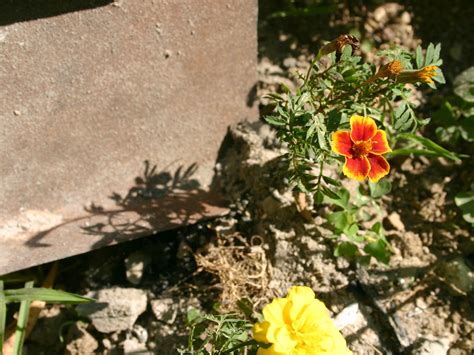 What Garden Plants Like Fireplace Ashes at Belinda Flowers blog