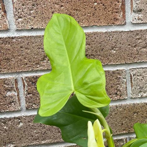 Caring for Philodendron Golden Violin - Indoor Plant Addicts