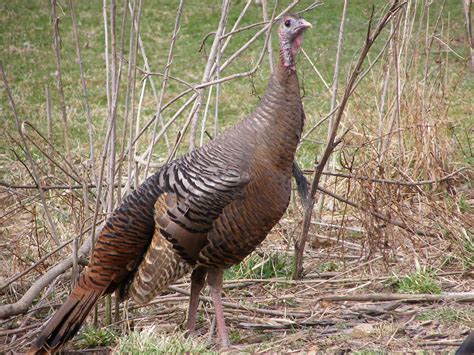 Blue Jay Barrens Wild Turkeys Toms And Bearded Hens